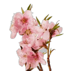 Peach Blossom